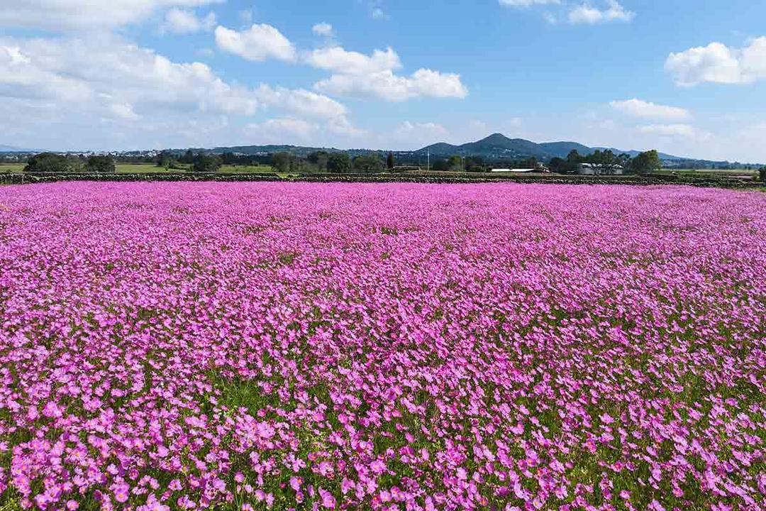 Amealco florece con sus mirasoles en otoño