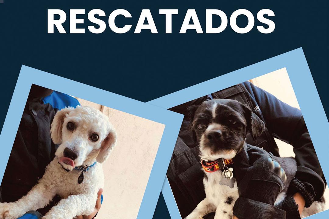 Protección Animal y Fiscalía de Querétaro rescata a dos perritos