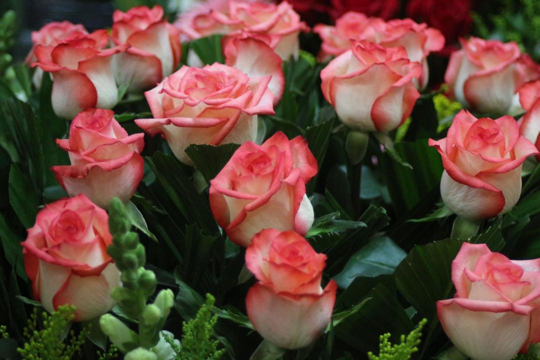 Estado de México lidera producción nacional de flor para el Día de las Madres