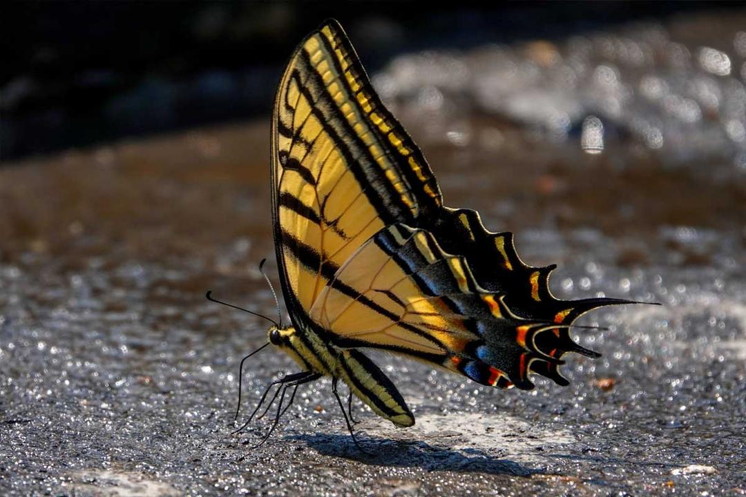 Por la conservación del ecosistema: las Promesas de Campaña a favor del Medio Ambiente